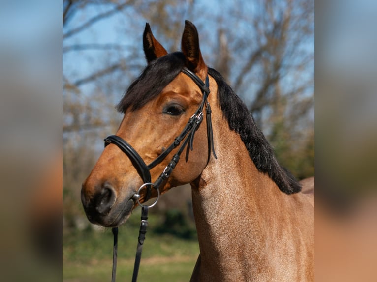 More ponies/small horses Mare 6 years 15,1 hh Roan-Red in Békéscsaba