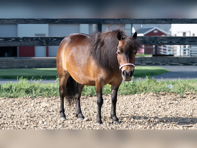 More ponies/small horses Mare 6 years 8 hh Bay in Fredericksburg