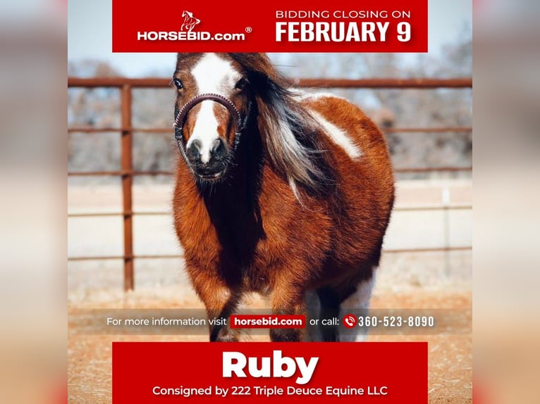 More ponies/small horses Mare 6 years 8 hh Pinto in Cisco