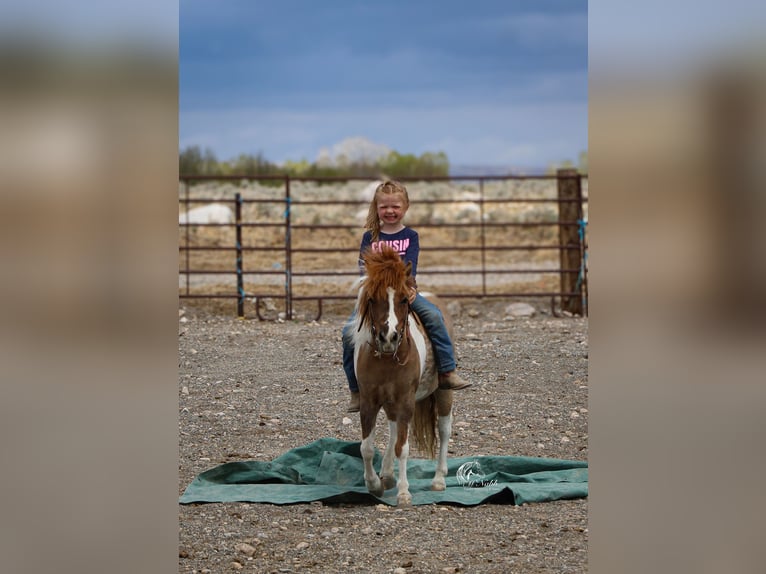More ponies/small horses Mare 6 years 9.1 hh Tobiano-all-colors in Cody, WY