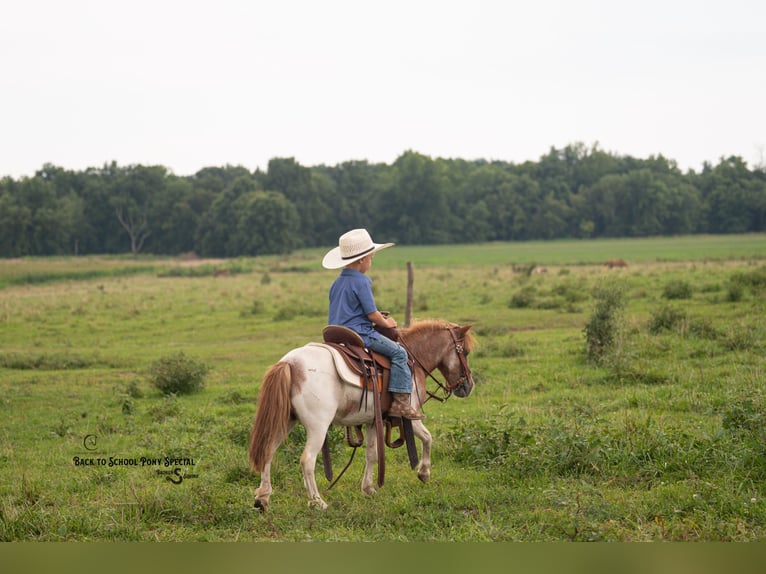 More ponies/small horses Mare 6 years 9 hh Roan-Bay in Clover