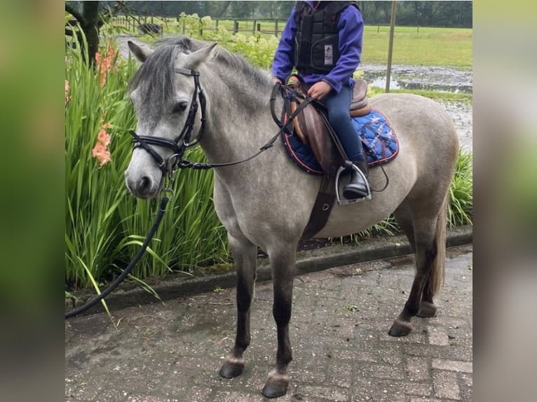 More ponies/small horses Mare 7 years 11.1 hh Grey in de Lutte