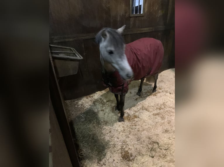 More ponies/small horses Mare 7 years 11.1 hh Grey in de Lutte