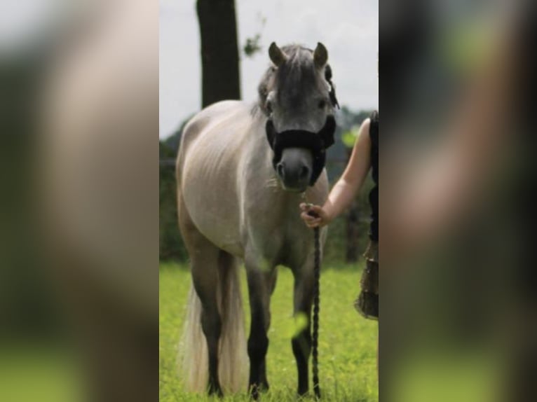 More ponies/small horses Mare 7 years 11.1 hh Grey in de Lutte