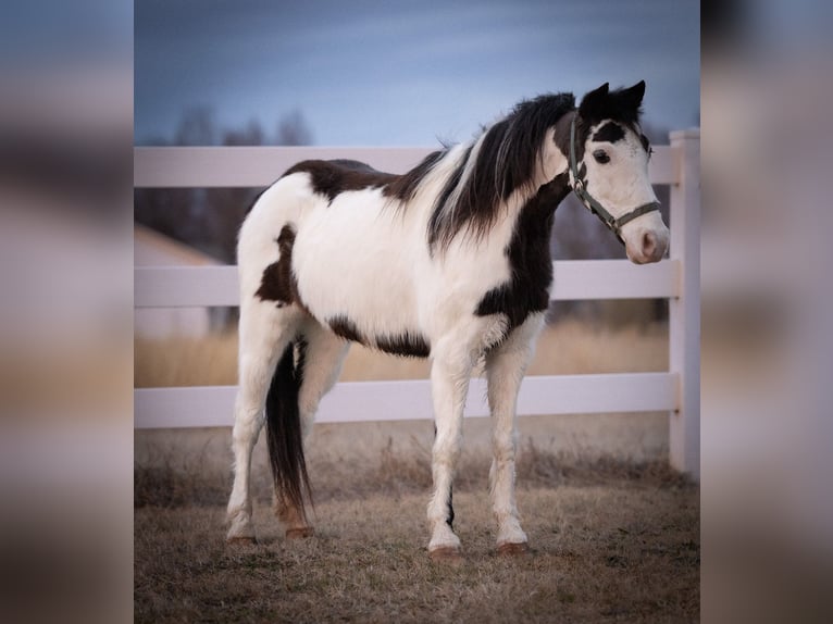 More ponies/small horses Mare 7 years 11.2 hh Pinto in Guthrie