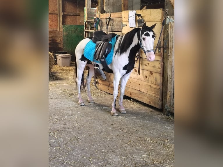More ponies/small horses Mare 7 years 11.2 hh Pinto in Guthrie