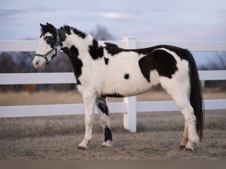 More ponies/small horses Mare 7 years 11.2 hh Pinto in Guthrie
