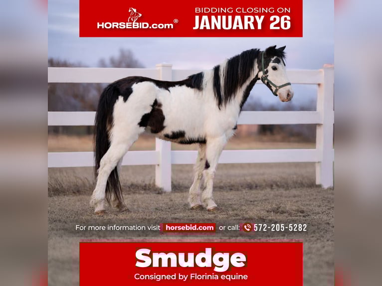 More ponies/small horses Mare 7 years 11,2 hh Pinto in Guthrie