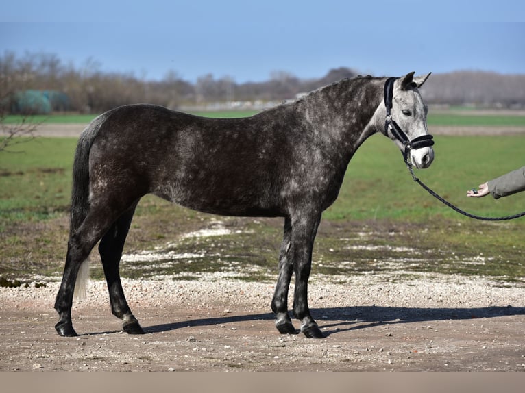 More ponies/small horses Mare 7 years 13.2 hh Grey in Budapest