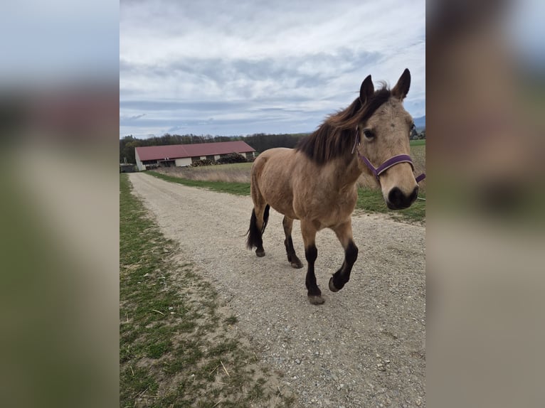 More ponies/small horses Mix Mare 7 years 13.3 hh Dun in Korneuburg