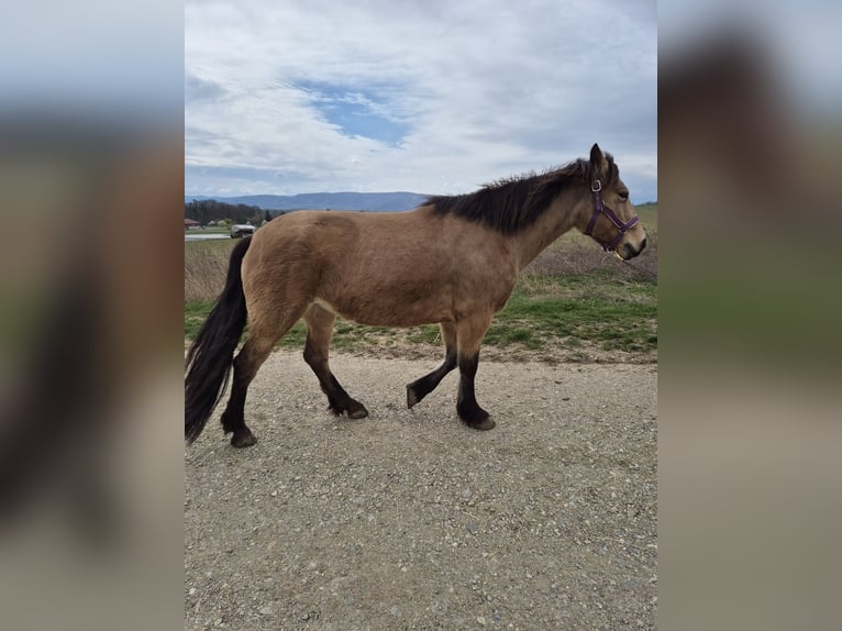 More ponies/small horses Mix Mare 7 years 13.3 hh Dun in Korneuburg