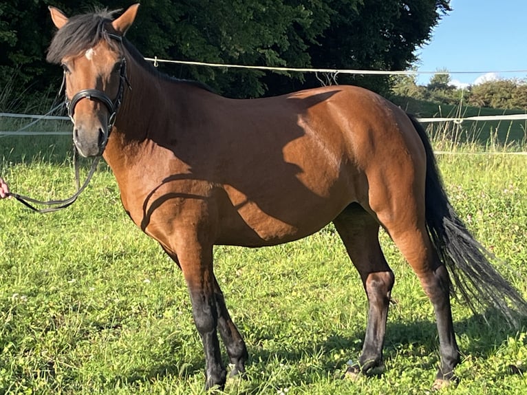 More ponies/small horses Mare 7 years 13,1 hh Brown in Ursensollen
