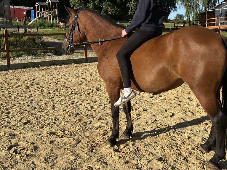 More ponies/small horses Mare 7 years 13,1 hh Brown in Ursensollen