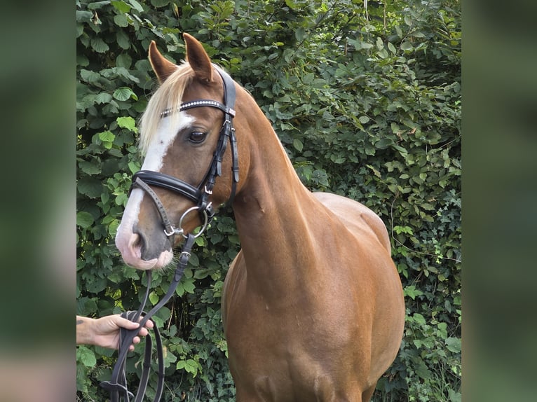 More ponies/small horses Mare 7 years 13,2 hh Chestnut-Red in Wachtendonk
