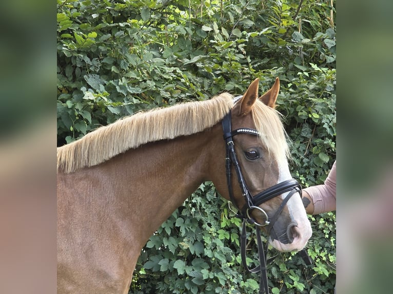 More ponies/small horses Mare 7 years 13,2 hh Chestnut-Red in Wachtendonk
