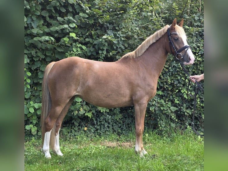 More ponies/small horses Mare 7 years 13,2 hh Chestnut-Red in Wachtendonk