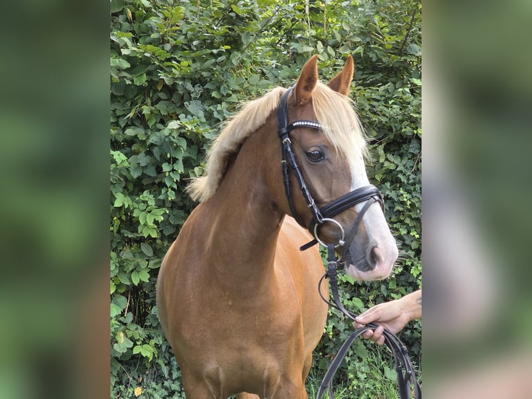 More ponies/small horses Mare 7 years 13,2 hh Chestnut-Red in Wachtendonk