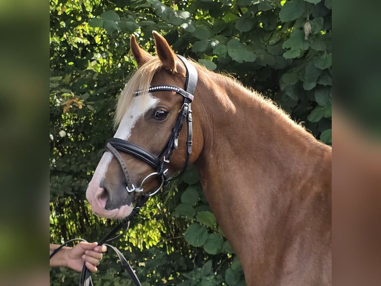 More ponies/small horses Mare 7 years 13,2 hh Chestnut-Red in Wachtendonk