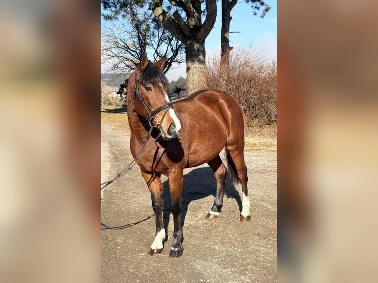 More ponies/small horses Mare 7 years 13,3 hh Brown in Pelmberg