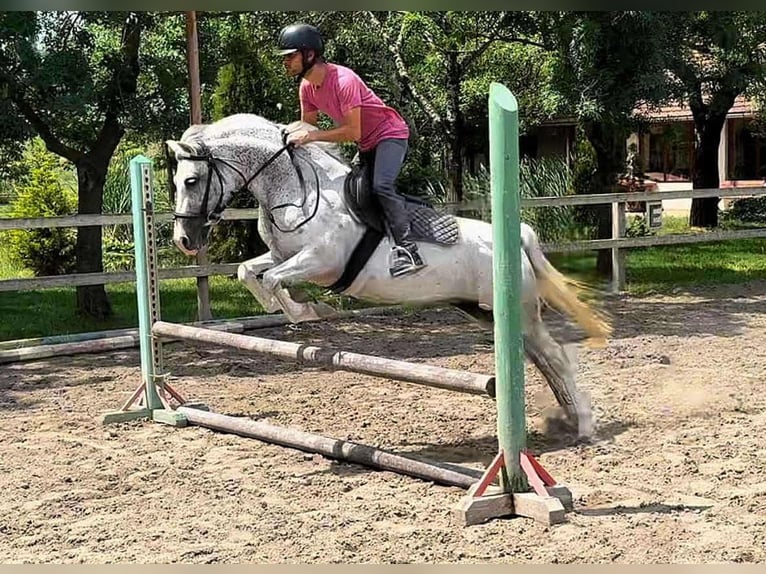 More ponies/small horses Mare 7 years 13,3 hh  in Békéscsaba