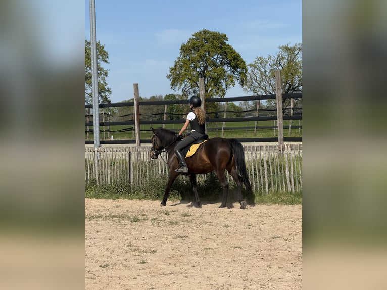 More ponies/small horses Mare 7 years 14.1 hh Bay-Dark in Wortel