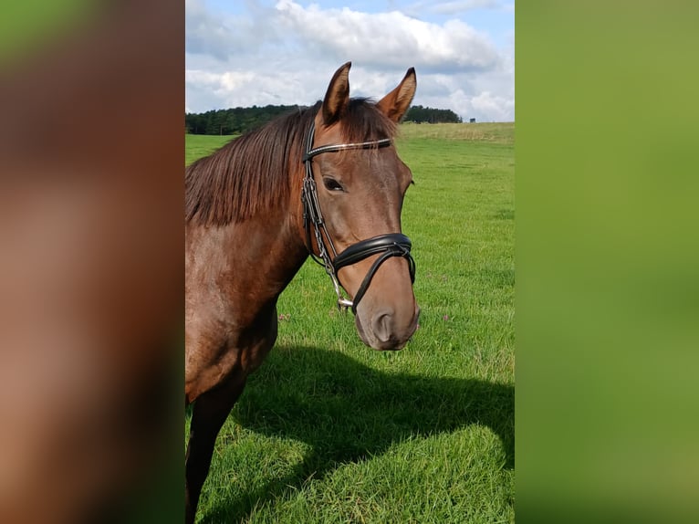 More ponies/small horses Mare 7 years 14.1 hh Brown in Nettersheim