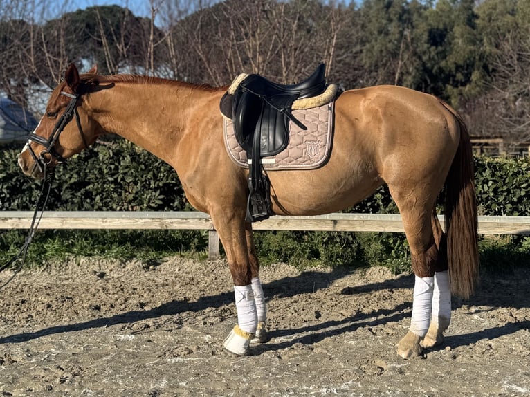 More ponies/small horses Mare 7 years 14.1 hh Chestnut in Roma
