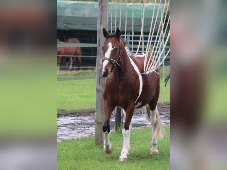 More ponies/small horses Mix Mare 7 years 14.1 hh Pinto in Burgdorf