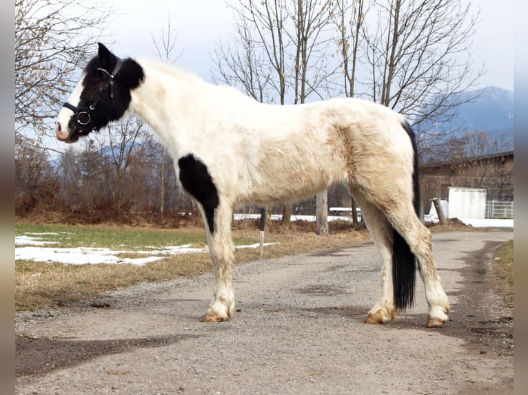 More ponies/small horses Mare 7 years 14.1 hh Pinto in Kirchbichl