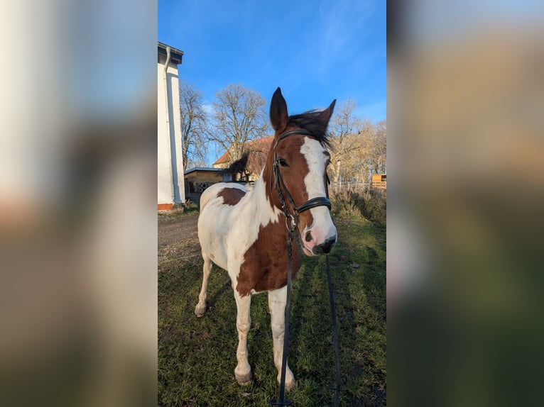 More ponies/small horses Mare 7 years 14.1 hh Pinto in Neu Gaarz
