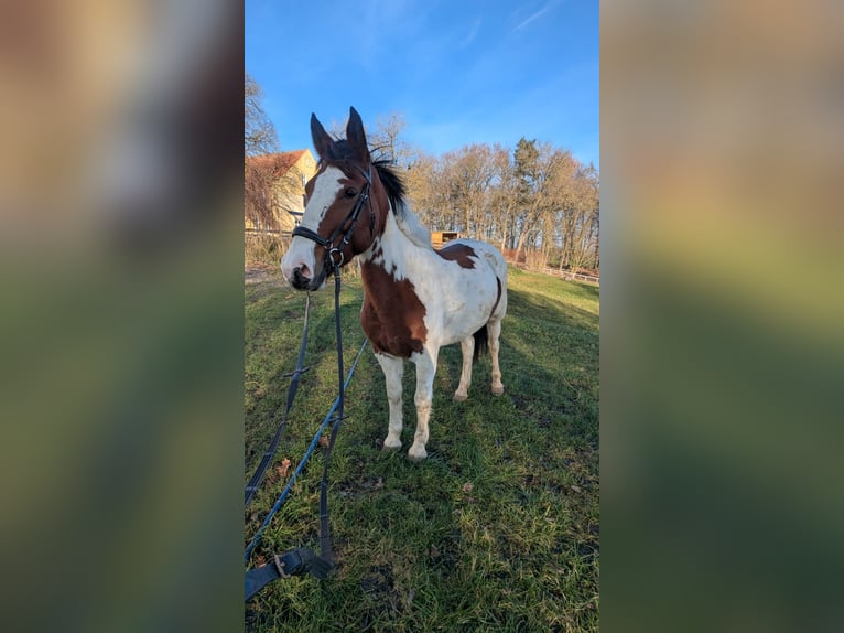 More ponies/small horses Mare 7 years 14.1 hh Pinto in Neu Gaarz