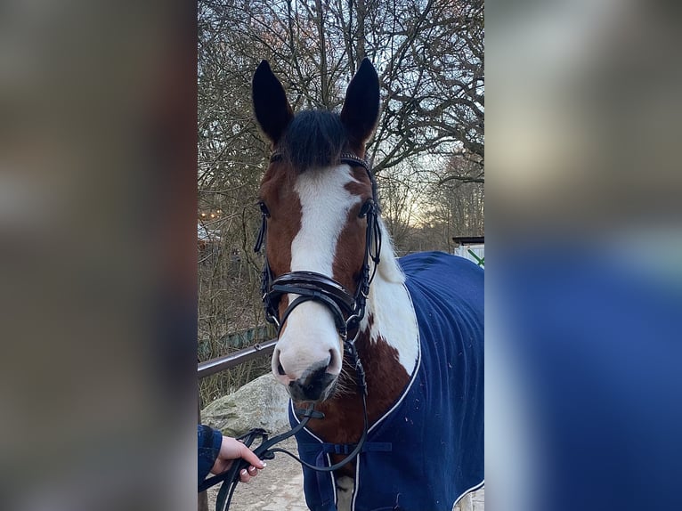 More ponies/small horses Mare 7 years 14.1 hh Pinto in Neu Gaarz
