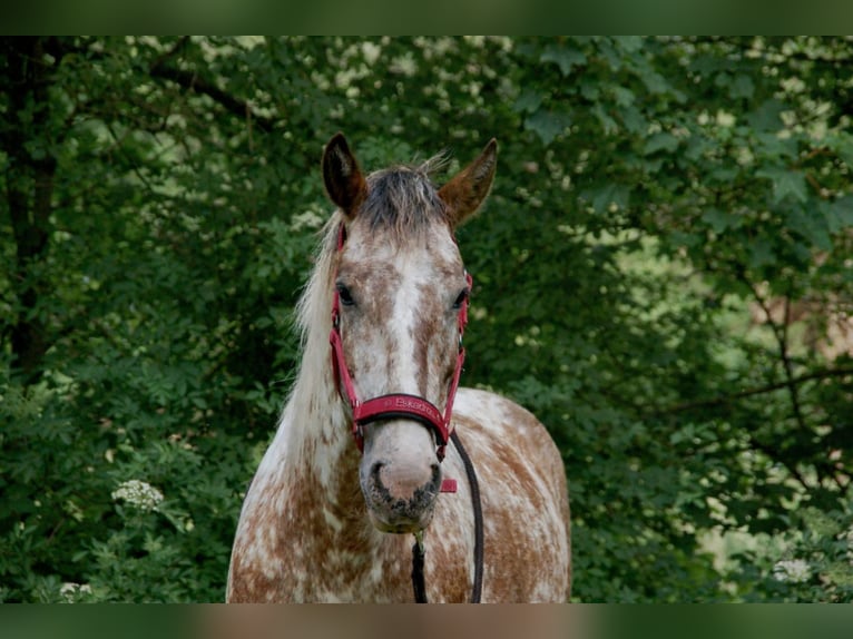 More ponies/small horses Mix Mare 7 years 14.2 hh Leopard-Piebald in Radolfzell am Bodensee