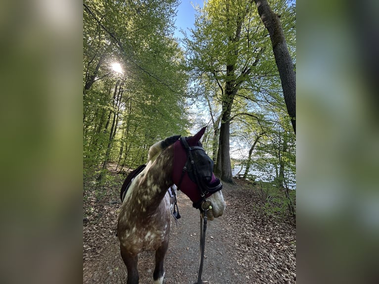 More ponies/small horses Mix Mare 7 years 14.2 hh Leopard-Piebald in Radolfzell am Bodensee