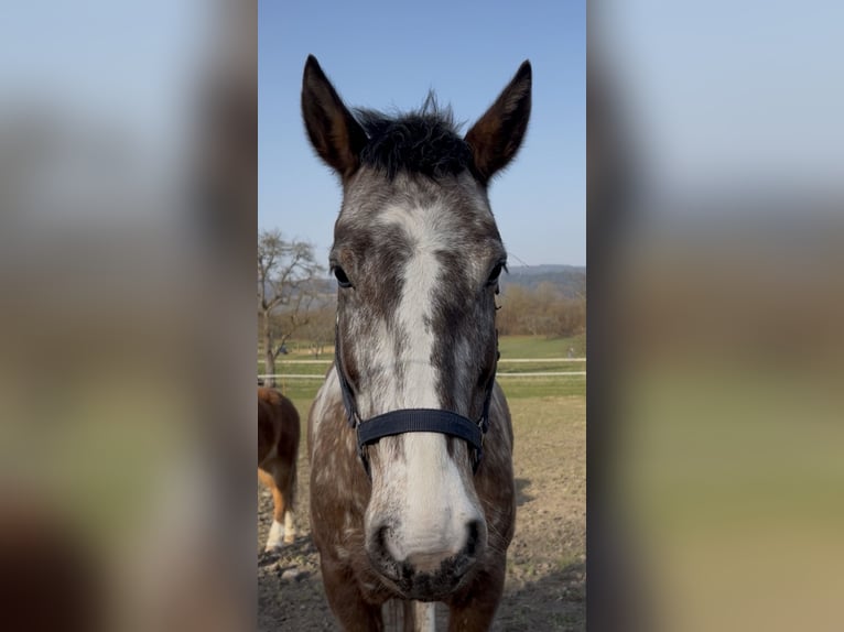 More ponies/small horses Mix Mare 7 years 14.2 hh Leopard-Piebald in Radolfzell am Bodensee