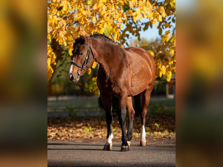 More ponies/small horses Mare 7 years 14 hh Brown in Békéscsaba More ponies/small horses Mare 7 years 14 hh Brown in Békéscsaba
