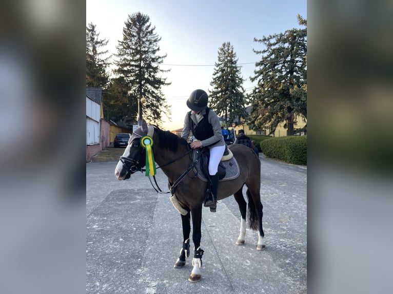 More ponies/small horses Mare 7 years 14 hh Chestnut in Wallern im Burgenland