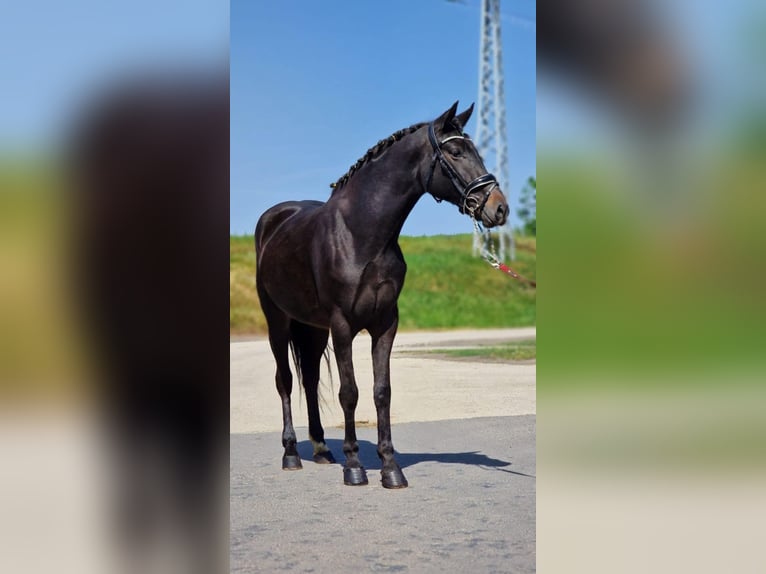 More ponies/small horses Mare 7 years 14,1 hh Bay-Dark in Szarvas