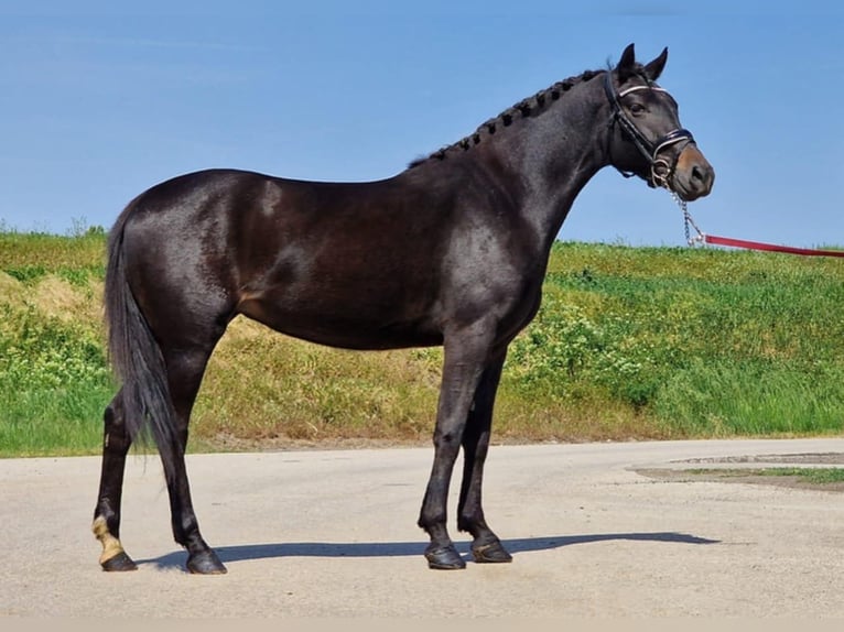 More ponies/small horses Mare 7 years 14,1 hh Bay-Dark in Szarvas
