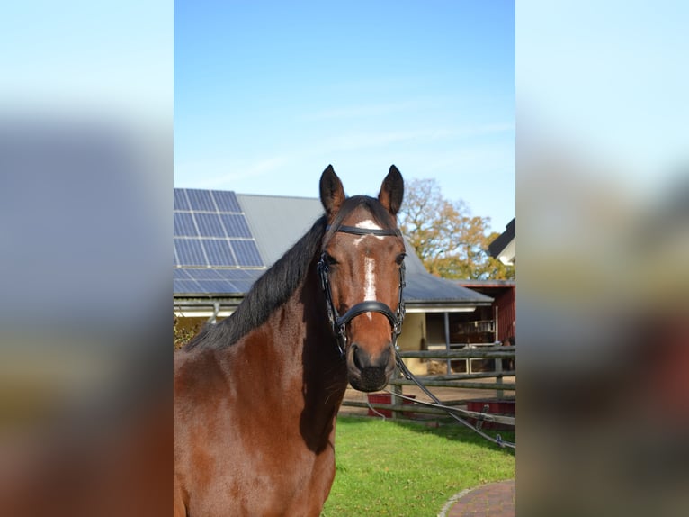 More ponies/small horses Mix Mare 7 years 14,1 hh Brown in Zeven