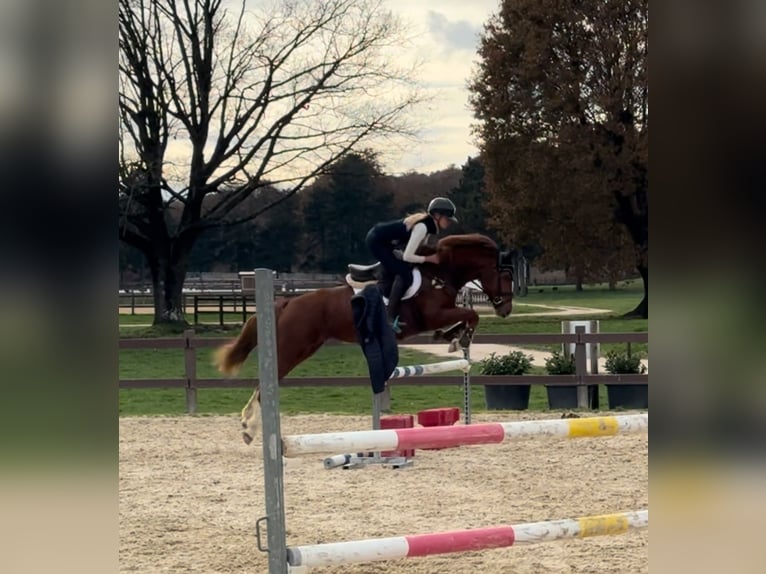 More ponies/small horses Mare 7 years 14,1 hh Chestnut in Roma