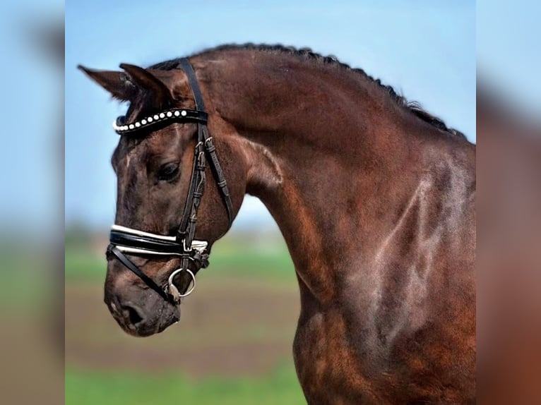 More ponies/small horses Mix Mare 7 years 14,1 hh Chestnut in B&#xE9;k&#xE9;scsaba