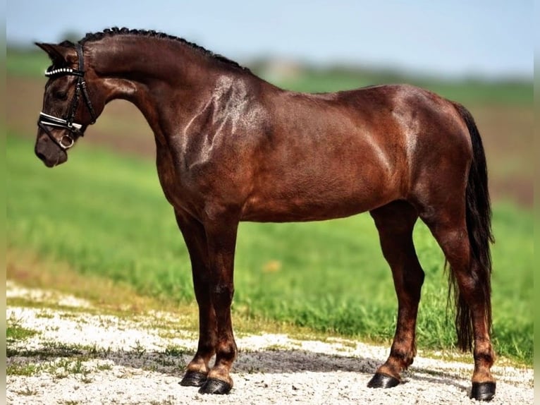 More ponies/small horses Mix Mare 7 years 14,1 hh Chestnut in B&#xE9;k&#xE9;scsaba