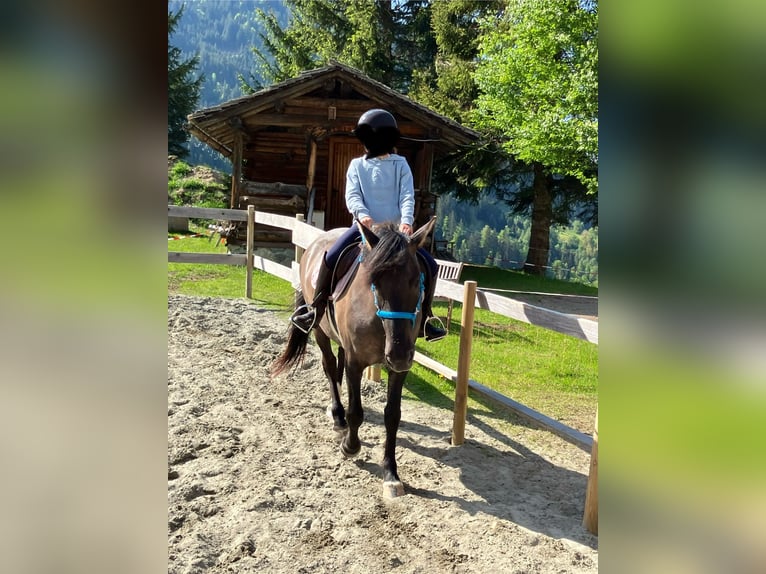 More ponies/small horses Mare 7 years 14,1 hh Dun in St. Gallenkirch