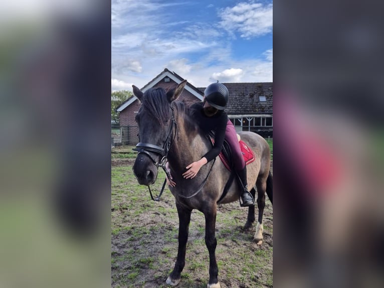 More ponies/small horses Mare 7 years 14,1 hh Dun in St. Gallenkirch