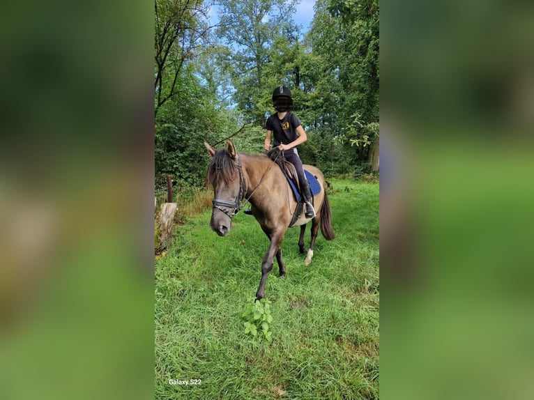 More ponies/small horses Mare 7 years 14,1 hh Dun in St. Gallenkirch
