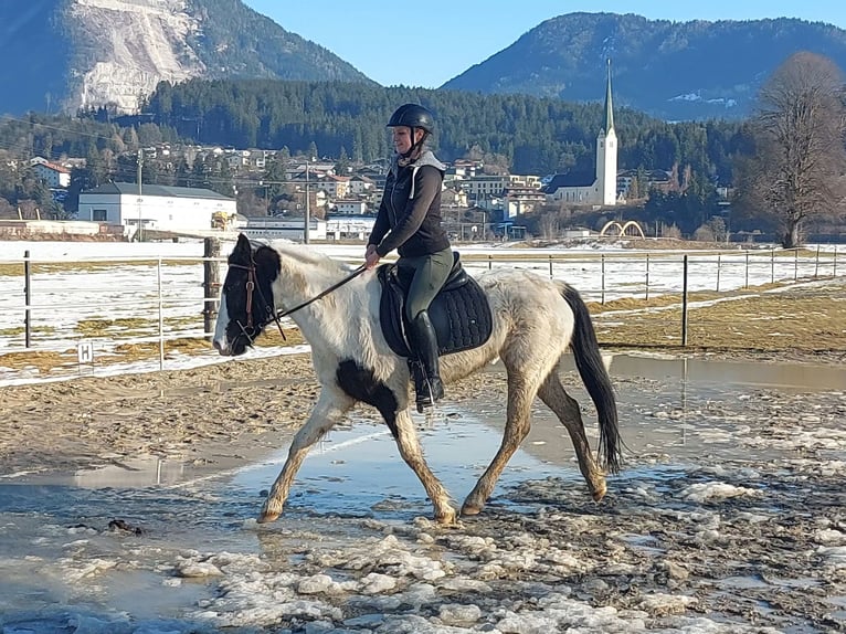 More ponies/small horses Mare 7 years 14,1 hh Pinto in Kirchbichl