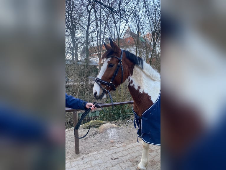 More ponies/small horses Mare 7 years 14,1 hh Pinto in Neu Gaarz
