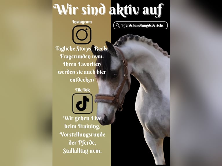 More ponies/small horses Mare 7 years 14,1 hh Pinto in Nettersheim