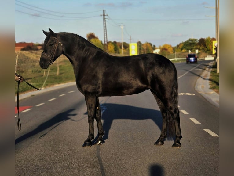 More ponies/small horses Mare 7 years 14,2 hh Black in B&#xE9;k&#xE9;scsaba